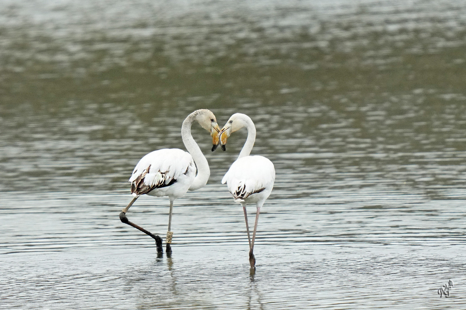 En coeur ....