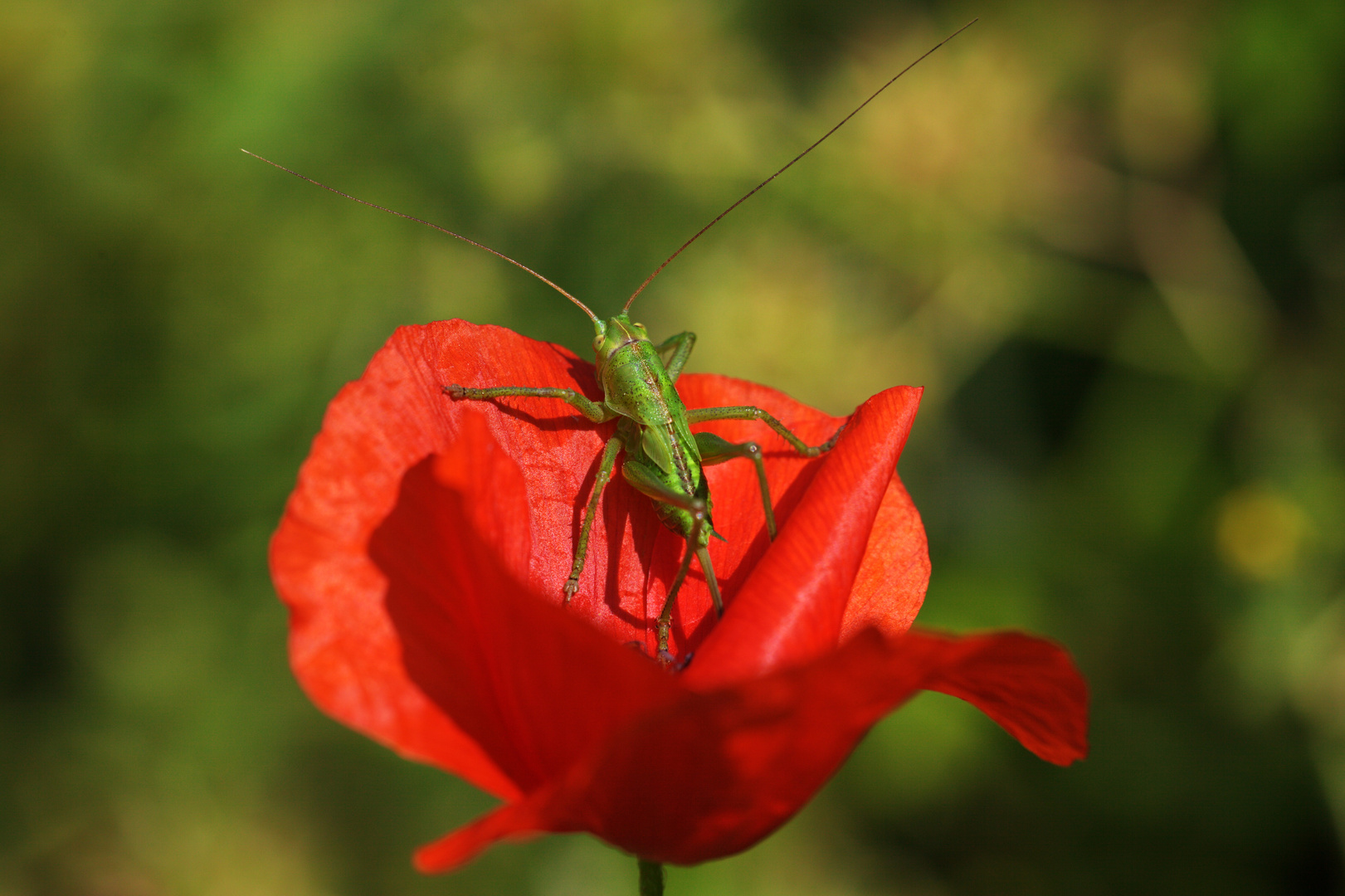 En colére .... je voie rouge !!!!!