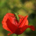 En colére .... je voie rouge !!!!!