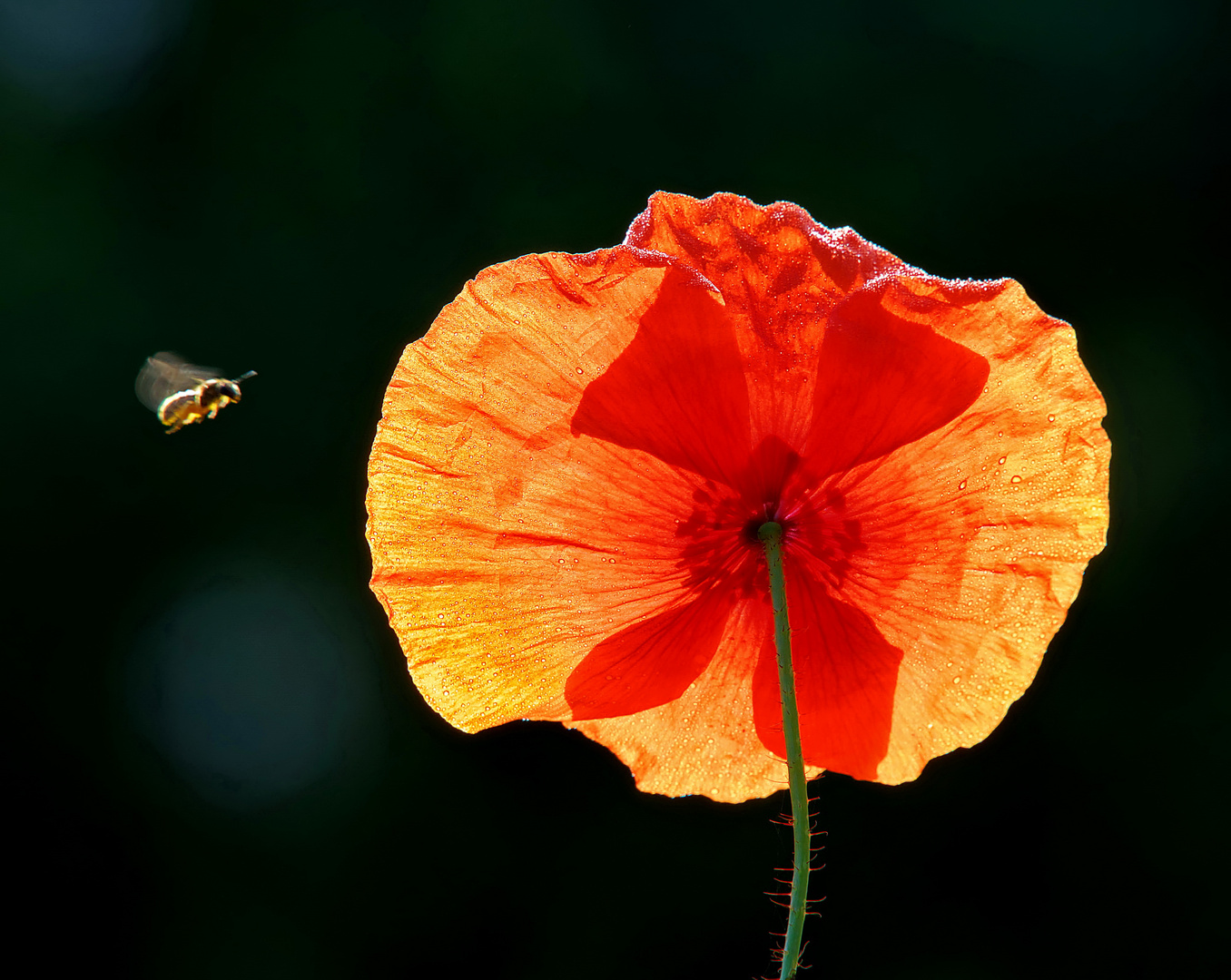 En contre-jour...