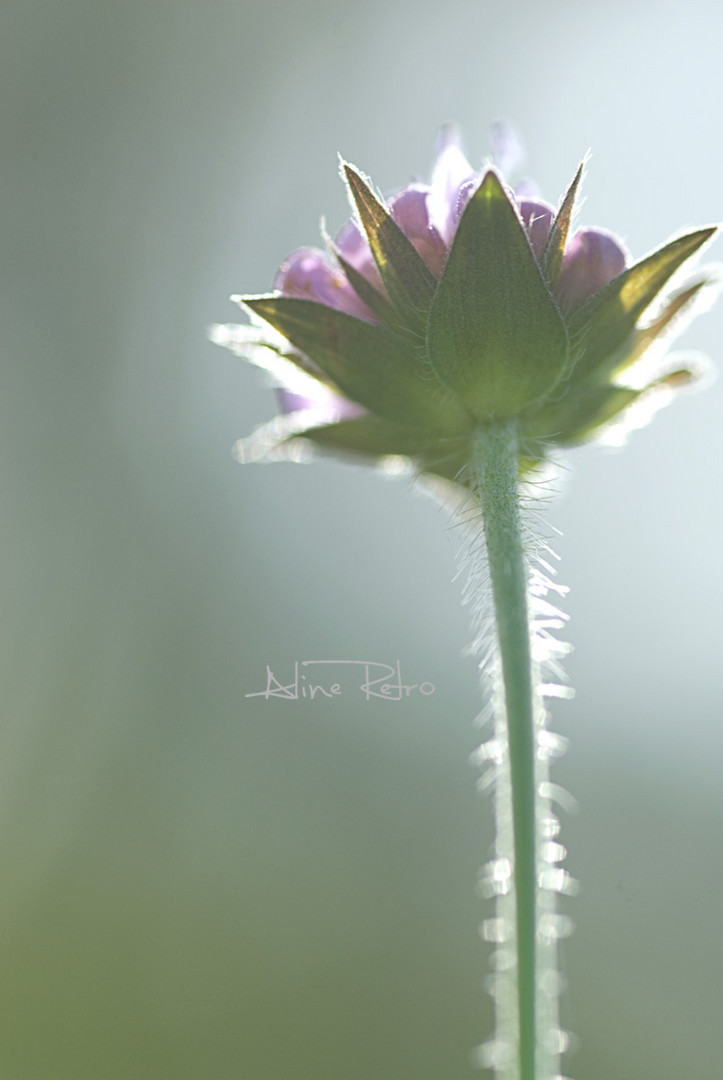 En contre jour