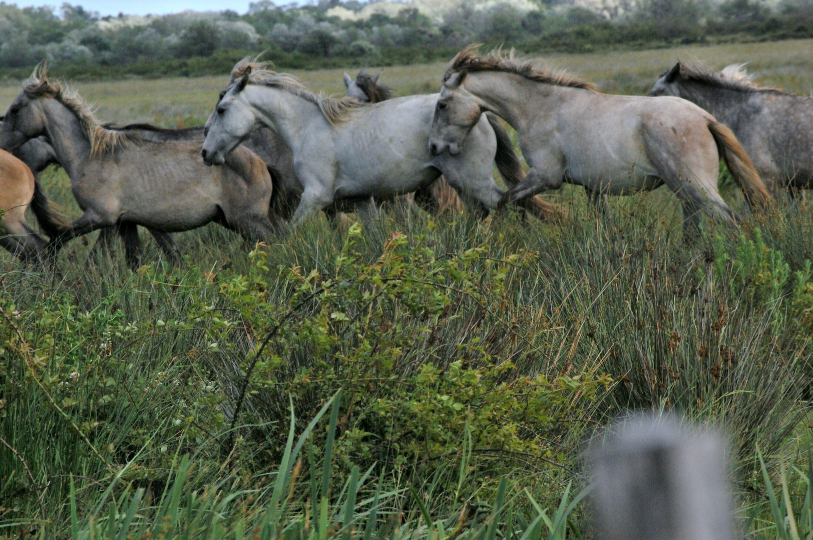 En Course pour le Grand Prix en Camargue Sauvage