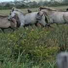 En Course pour le Grand Prix en Camargue Sauvage