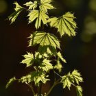 En croissance sous la lumière