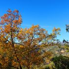 En descendant vers les gorges de la Siagne