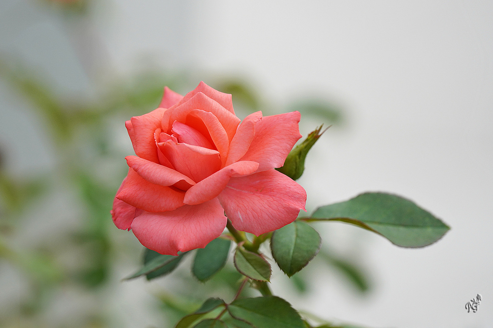 En douceur .... et encore en fleur