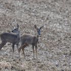 en duo ... les chevreuils