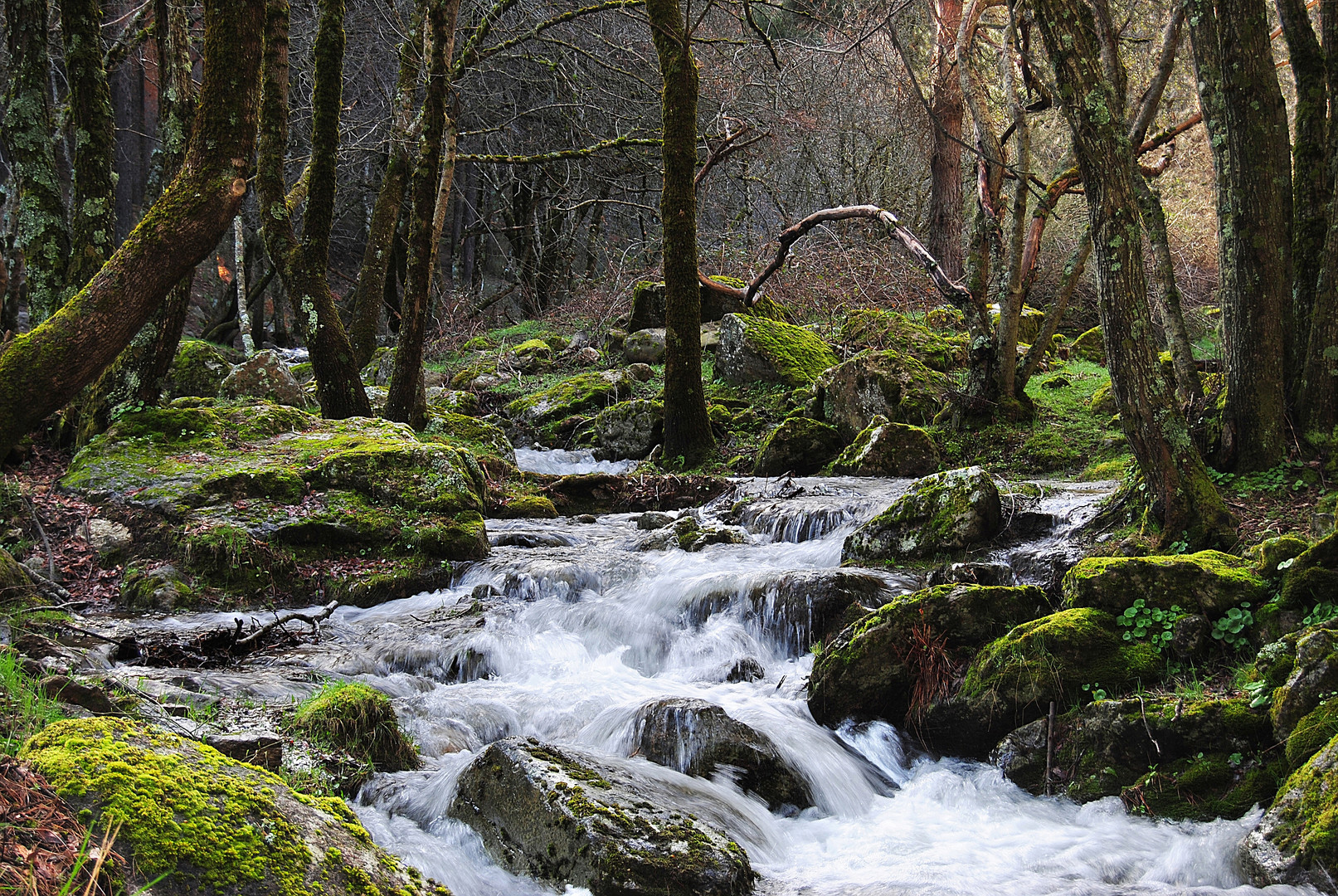 en el bosque