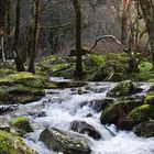 en el bosque