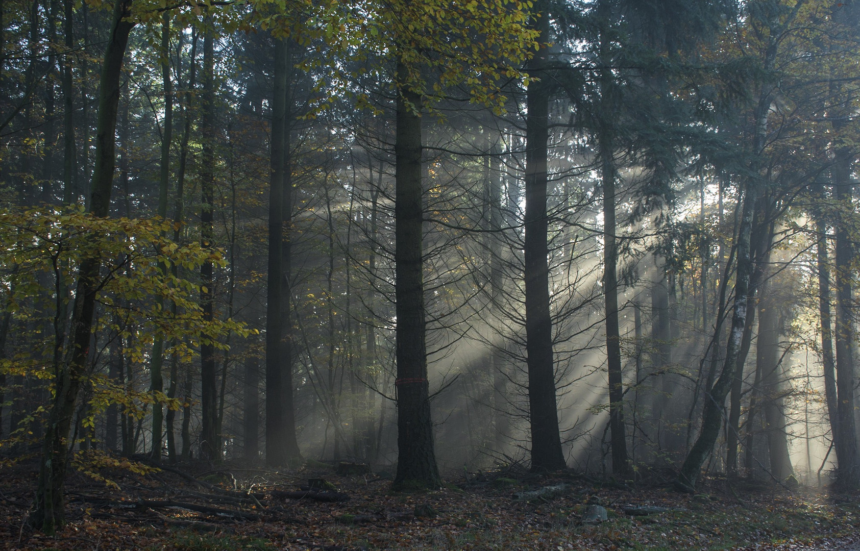 En el bosque