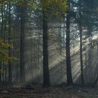 En el bosque