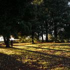 En El Bosque de La Condesa