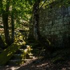 En el bosque del monasterio.