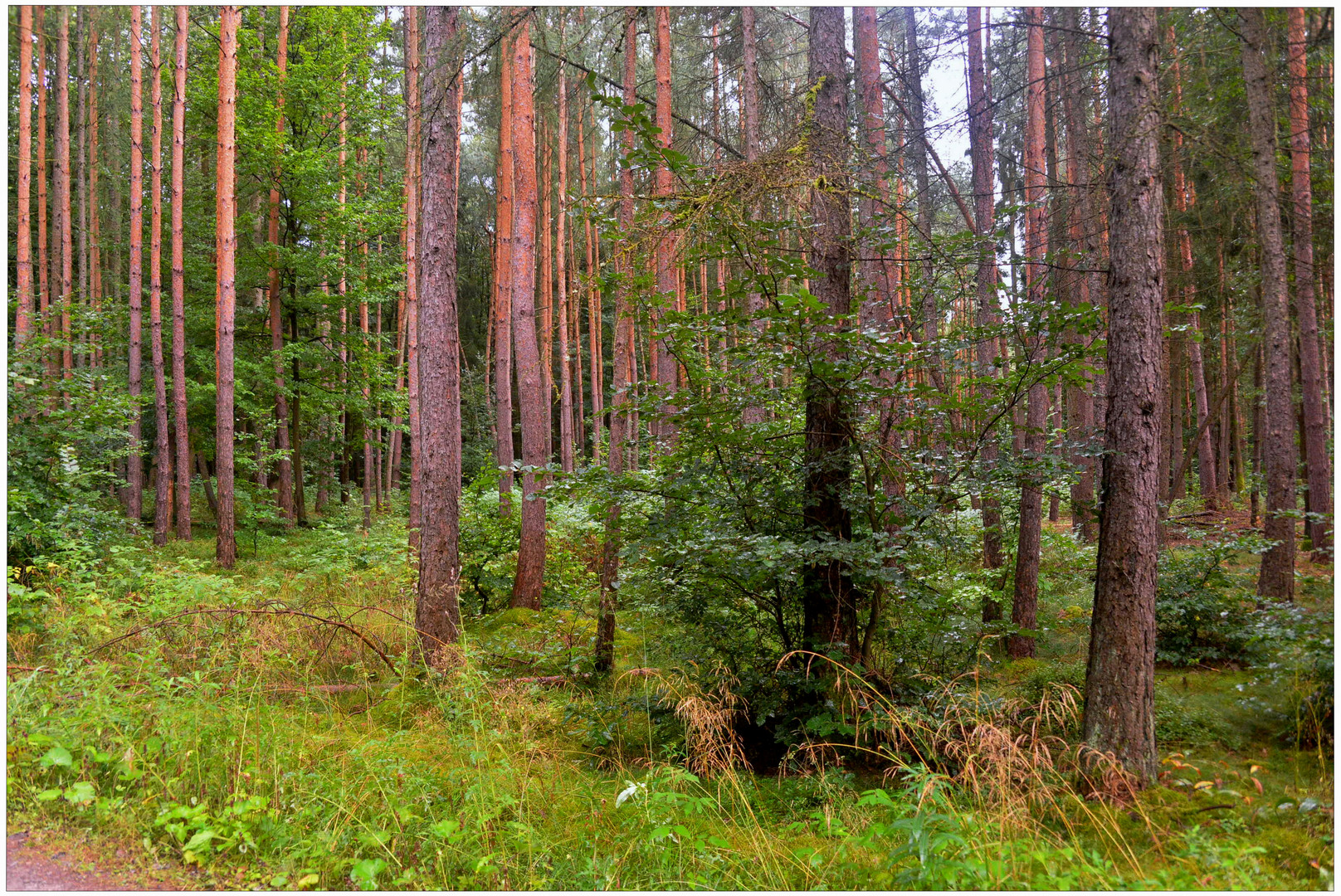 en el bosque (im Wald)