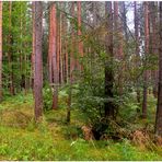 en el bosque (im Wald)