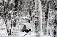 En el bosque nevado