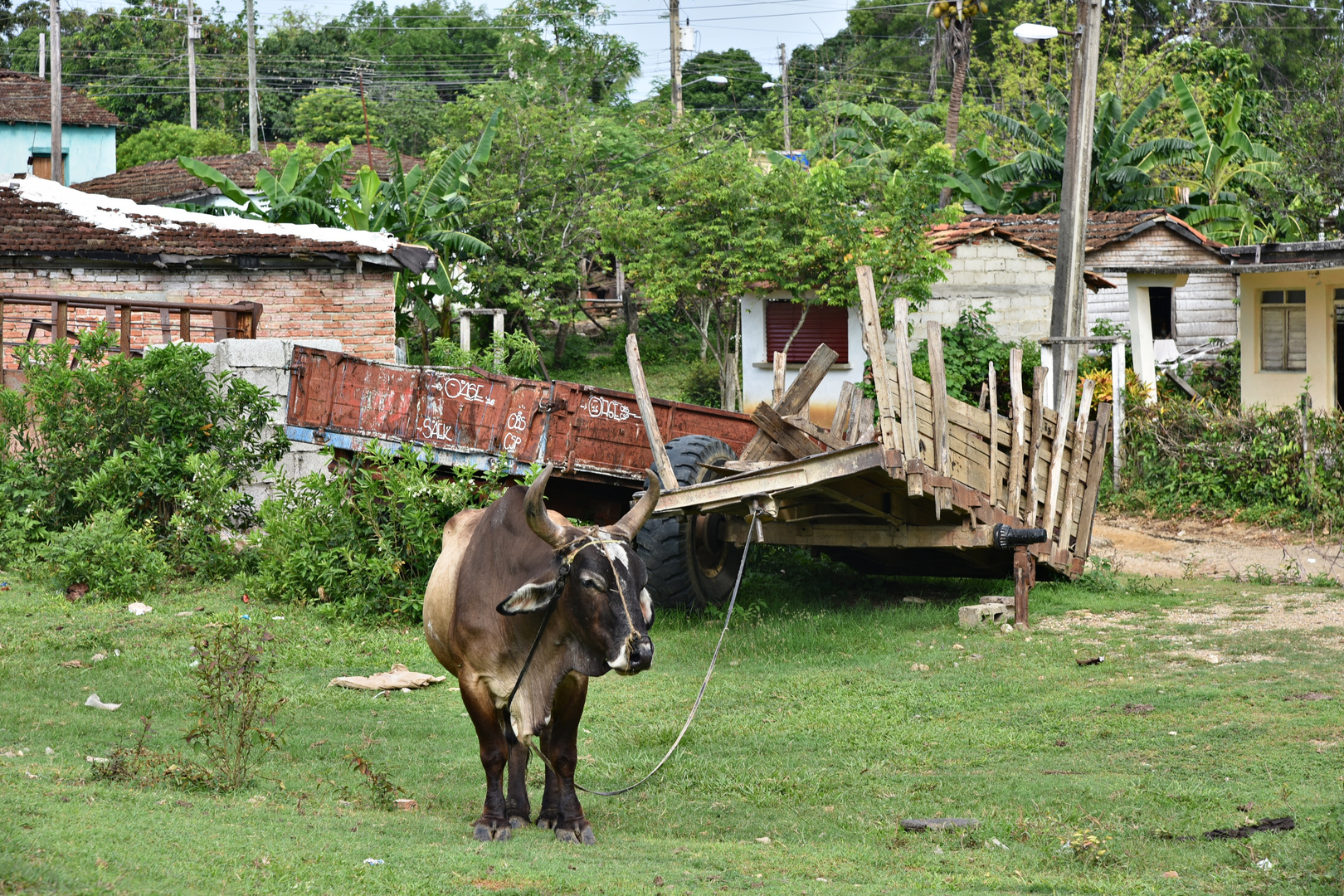 en el campo