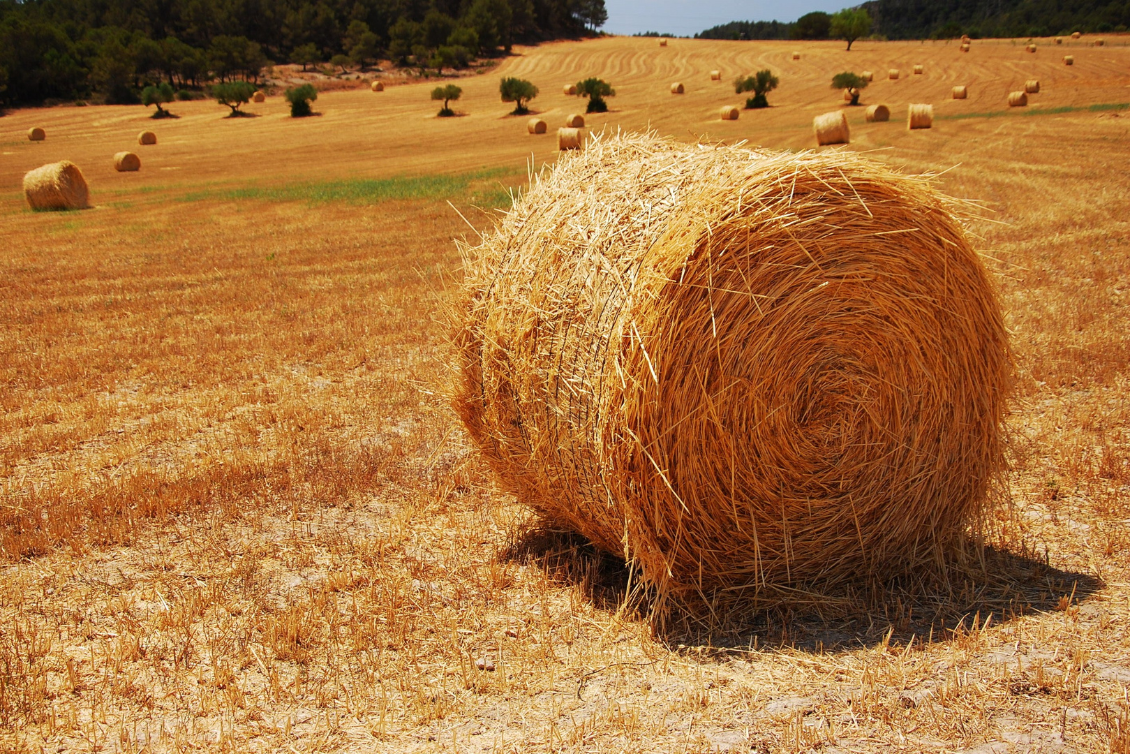 EN EL CAMPO