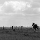 En el campo. IX.