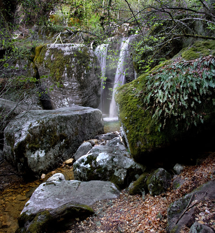 En el corazón del bosque