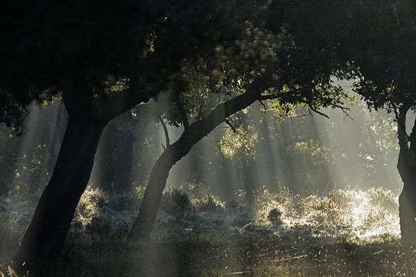 En el Corazon del Bosque