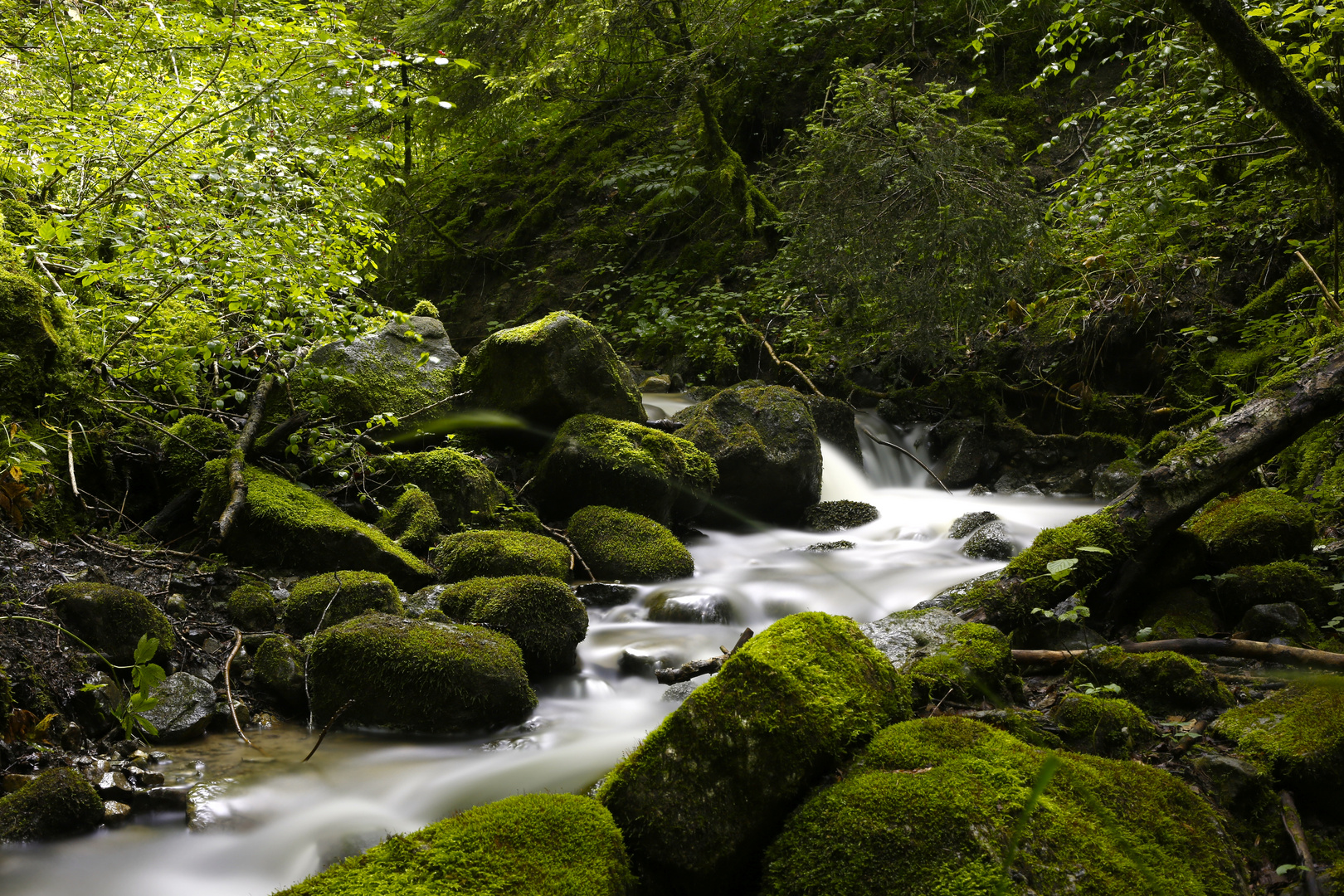 En el fondo del bosque