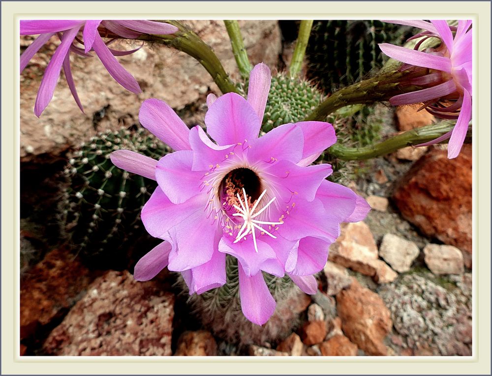 En  el jardin  VII flor de Cactus 