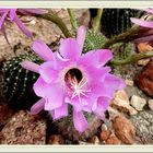En  el jardin  VII flor de Cactus 