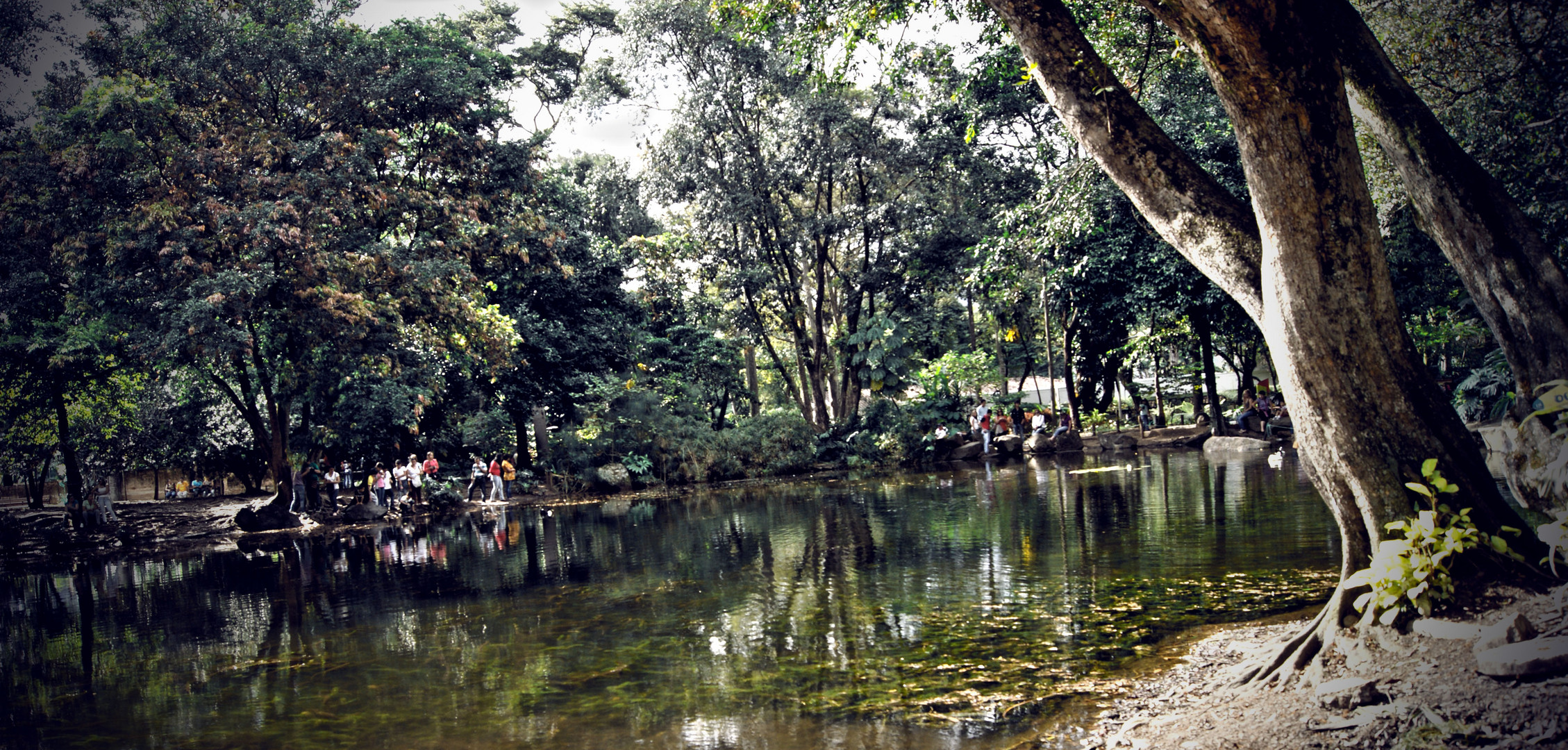 EN EL LAGO - JARDIN BOTANICO EN MEDELLIN