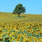 En el mar de girasoles