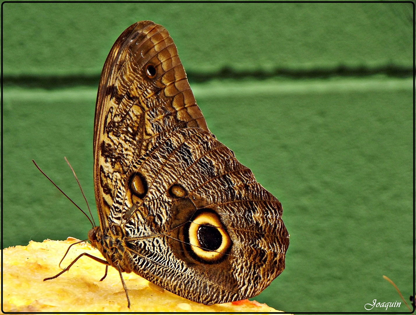 En el mariposario