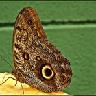 En el mariposario