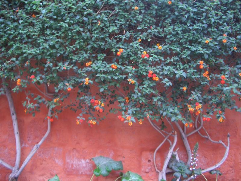 en el monasterio de arequipa