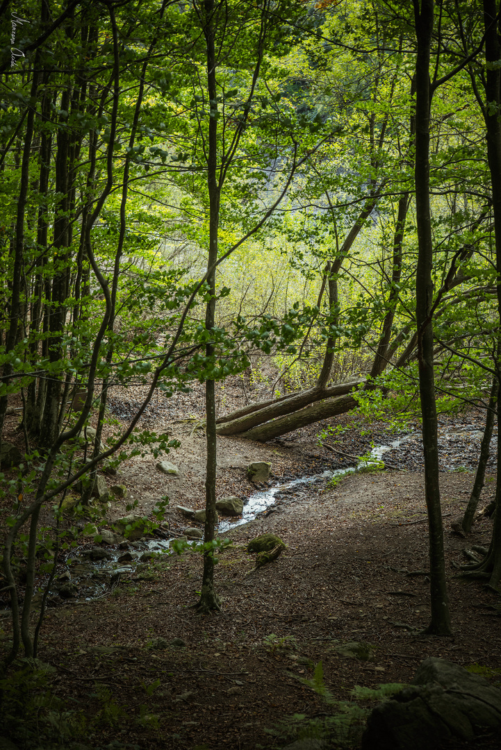 En El Montseny...