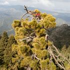 En el nido del águila