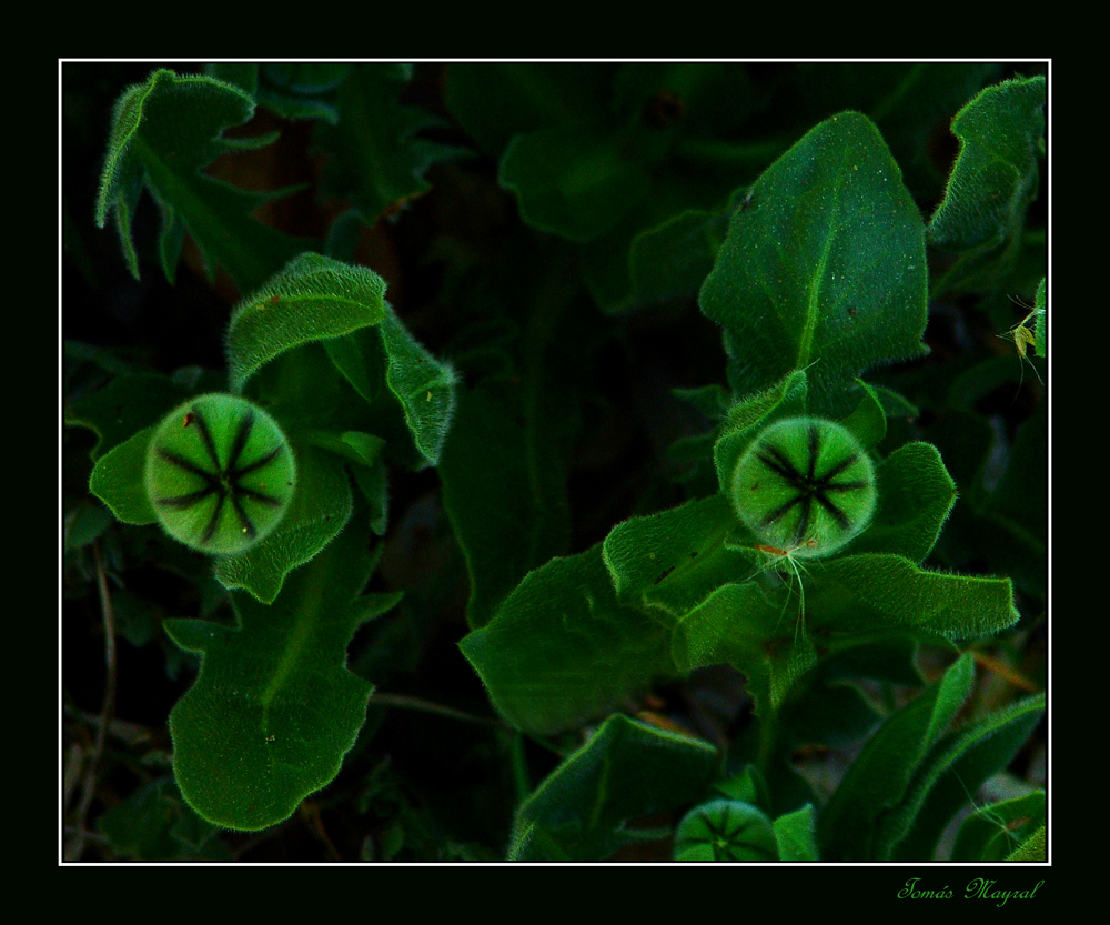 En el Profundo Verde