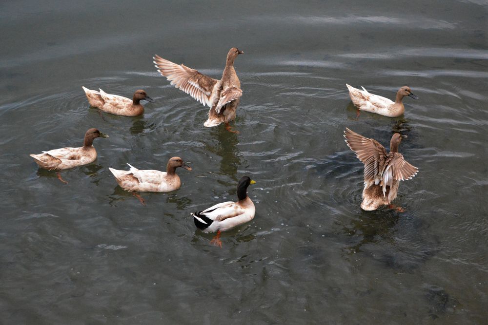 En el río Bidasoa