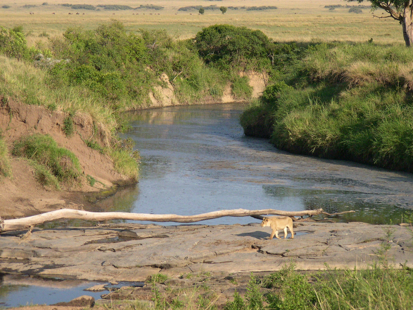 EN EL RIO MARA