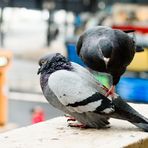 En équilibre en gare de l'Est