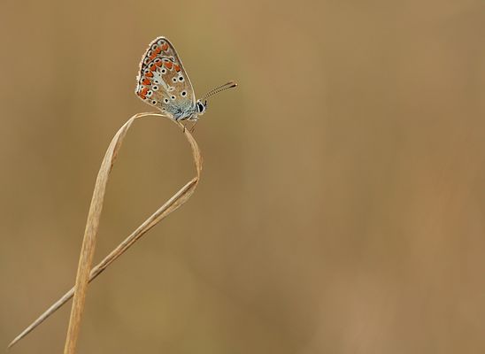 En équilibre sur une brindille courbée