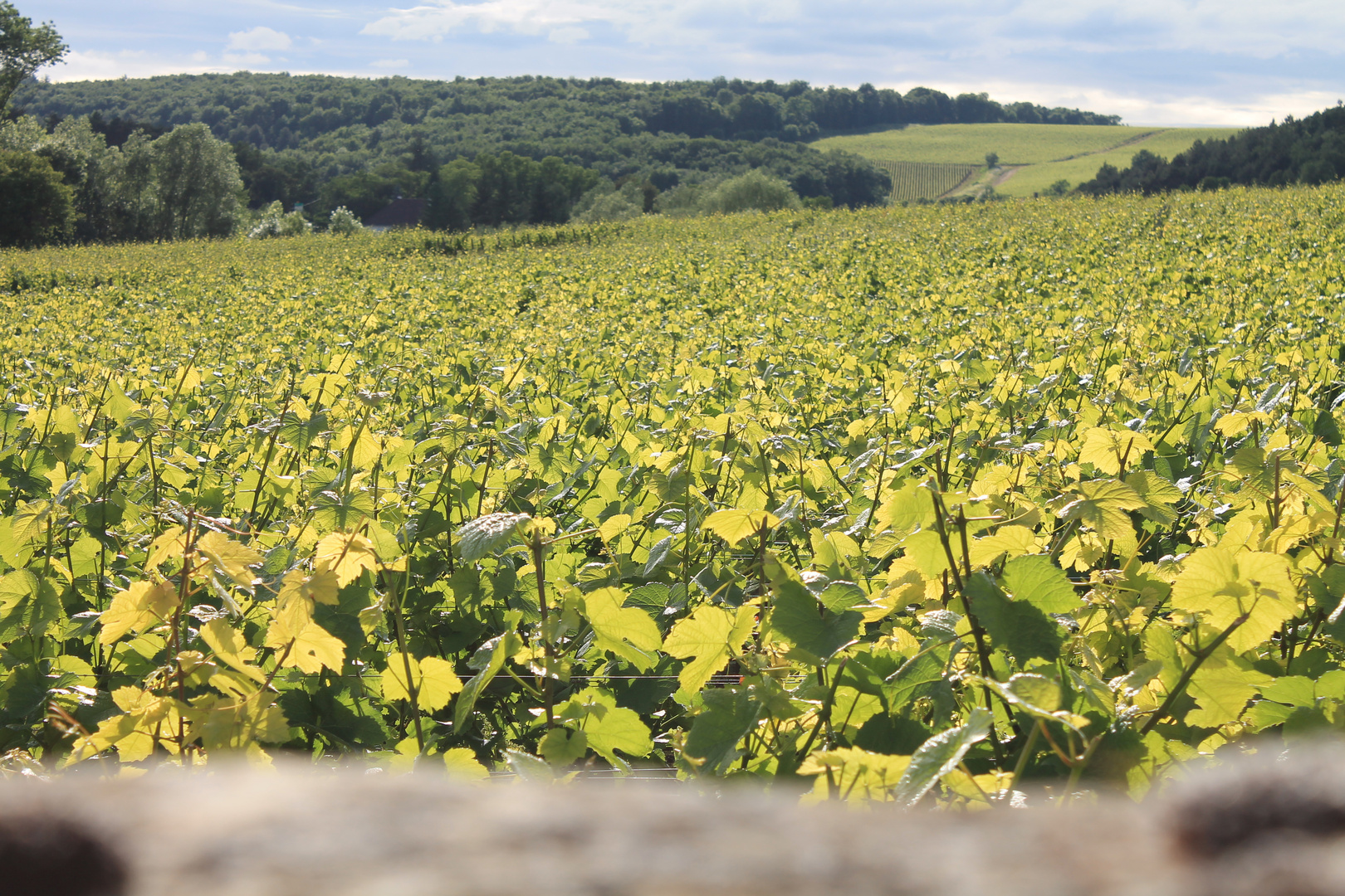 En été ....à Mercurey