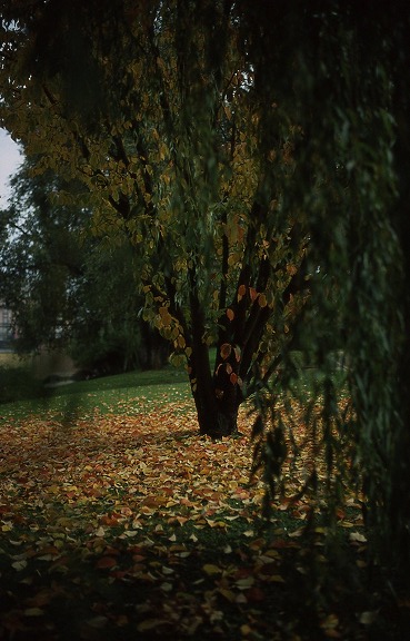 En face de l'arbre