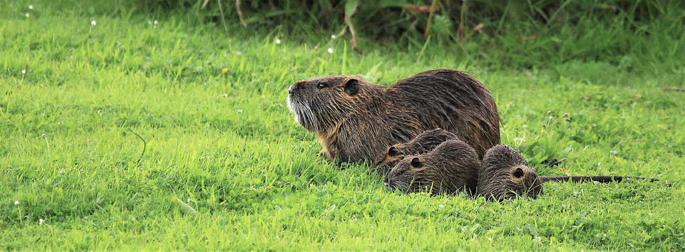 EN FAMILLE