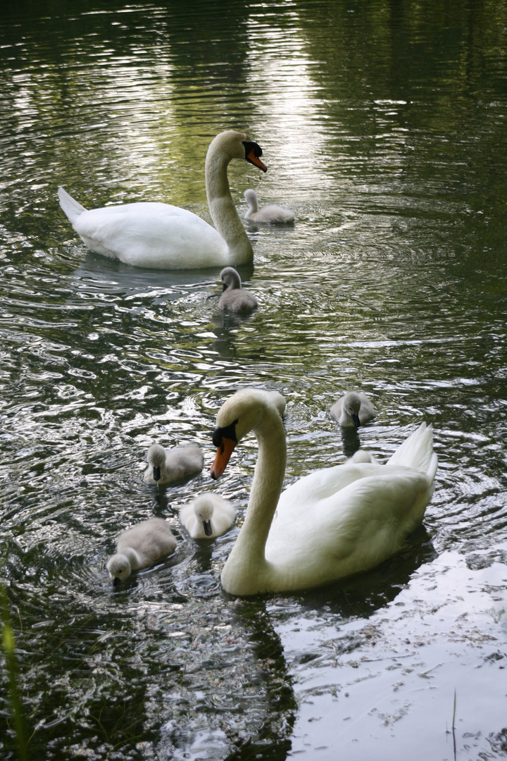 en famille