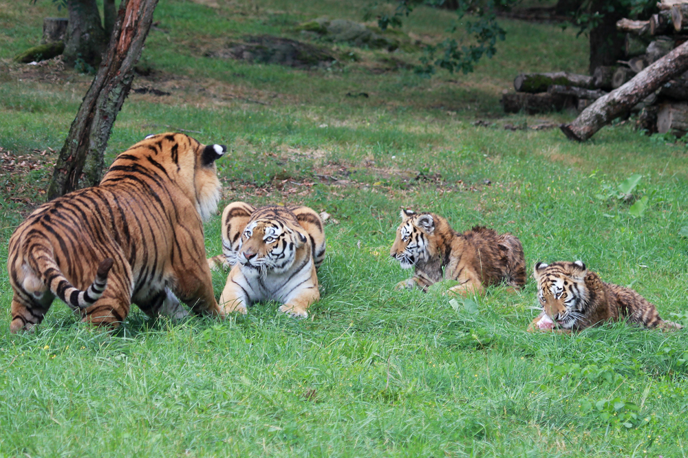 En famille