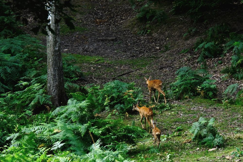 en famille  