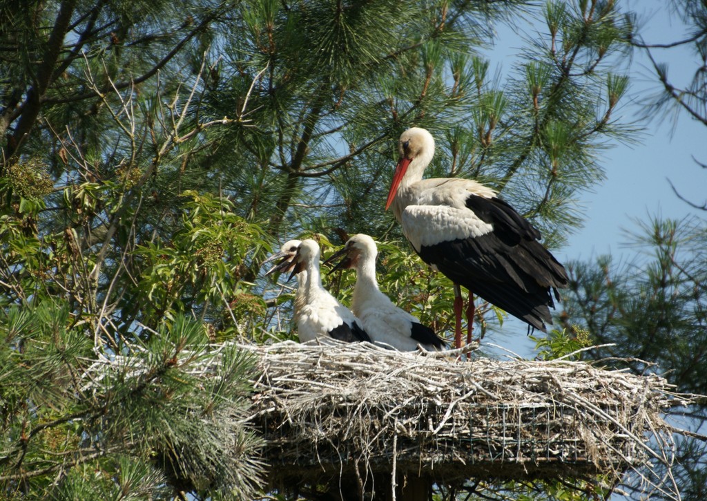 En famille