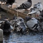 En feu je prends de l'eau avant de prendre l'air et de revenir sur terre