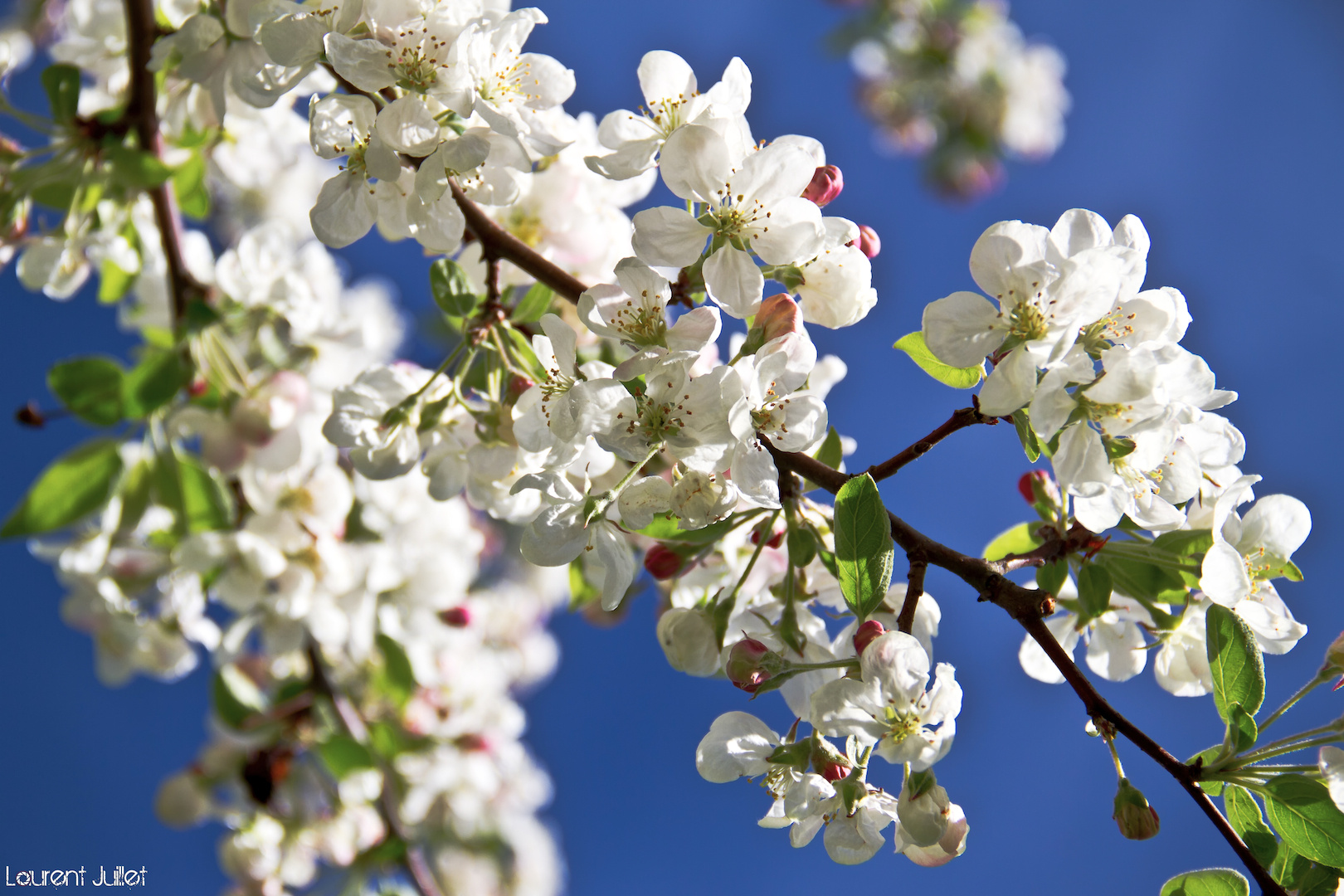 En fleurs