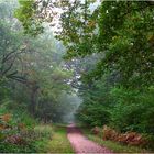 En forêt (1)